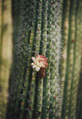 Organ Pipe NM